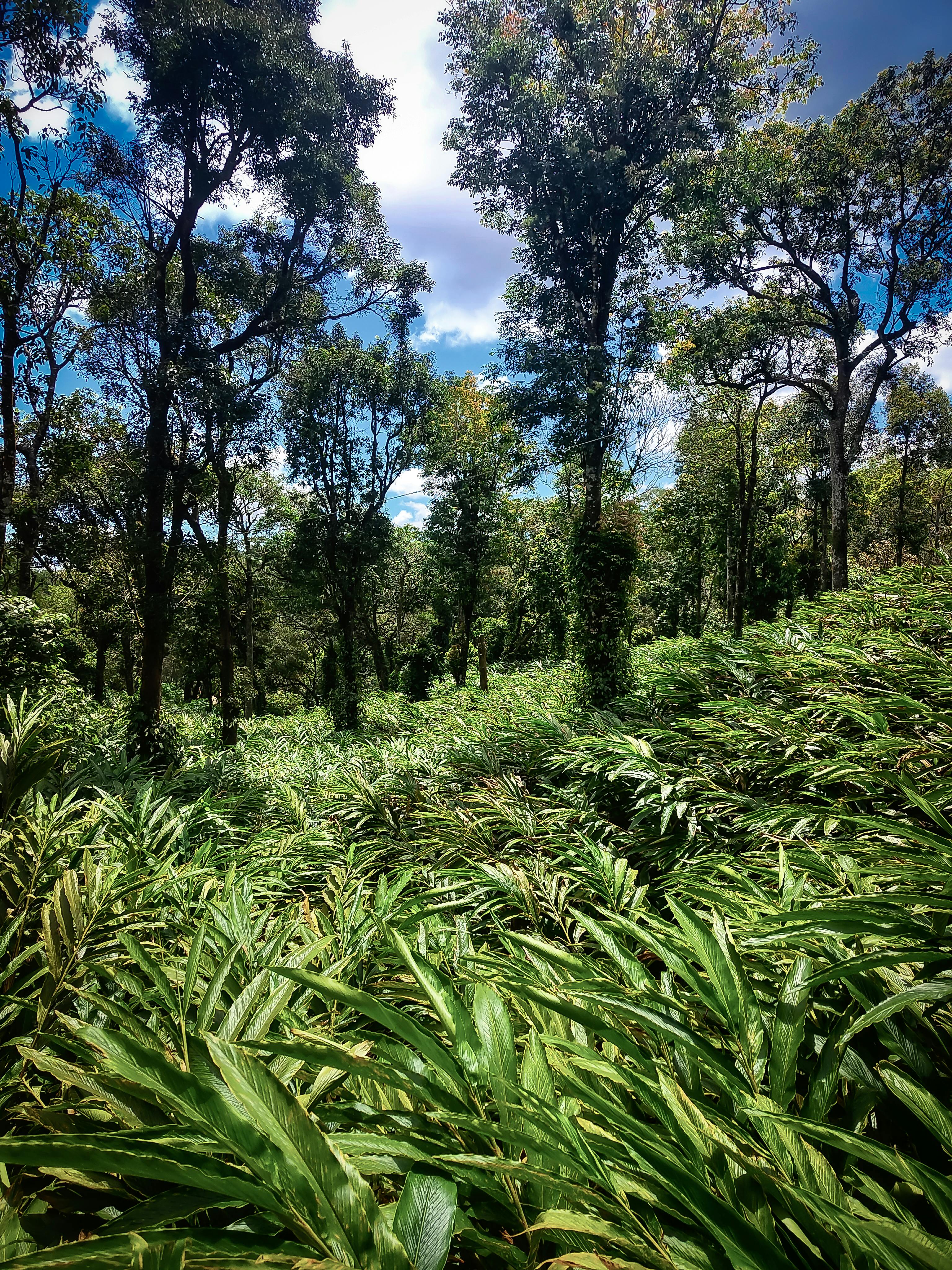 Cardamom Plantation